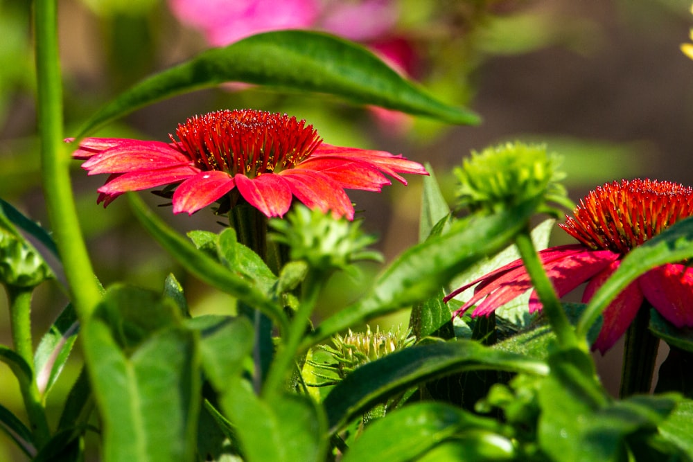 red flower in tilt shift lens