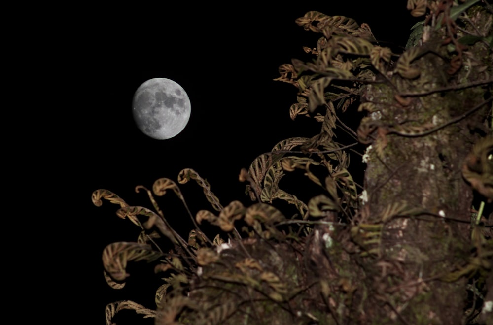 brown and green leaves during full moon