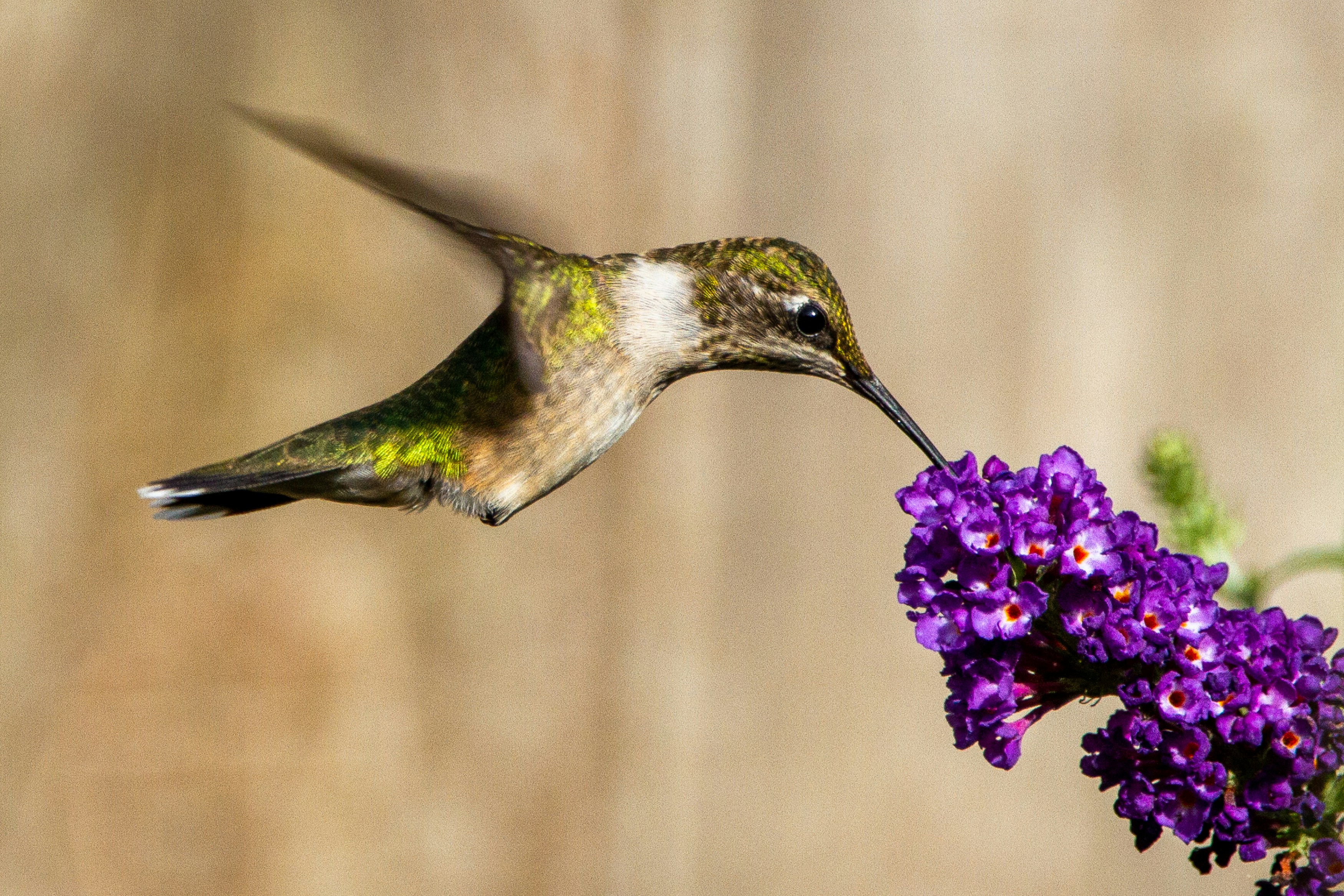 green and black humming bird flying