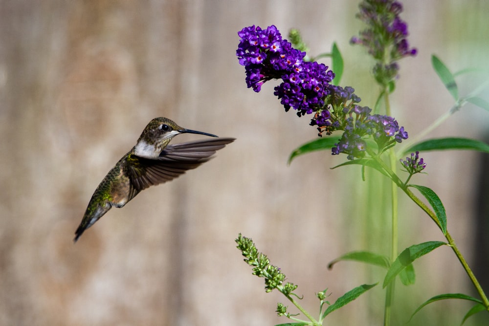 brown hummingbird flying over purple flower