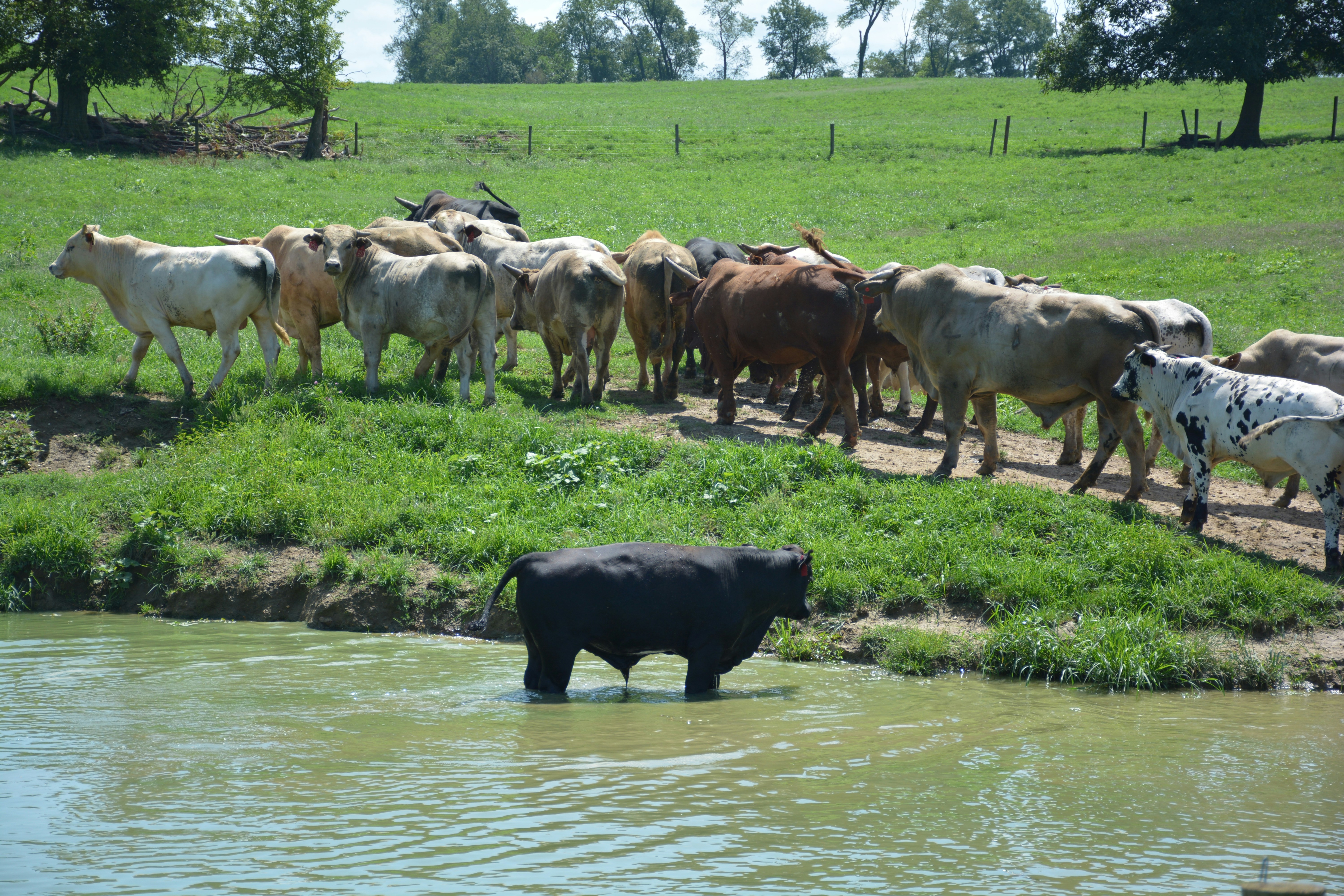 Water Usage in Cattle Operations (image credits: unsplash)