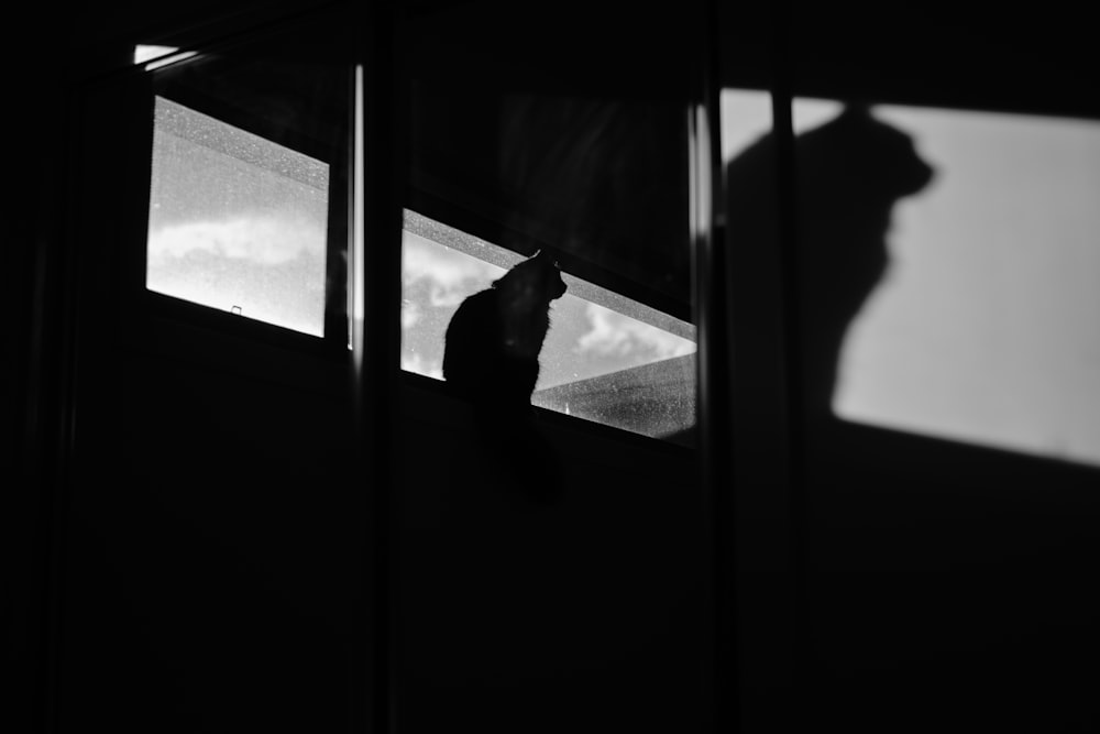 black cat on window during daytime