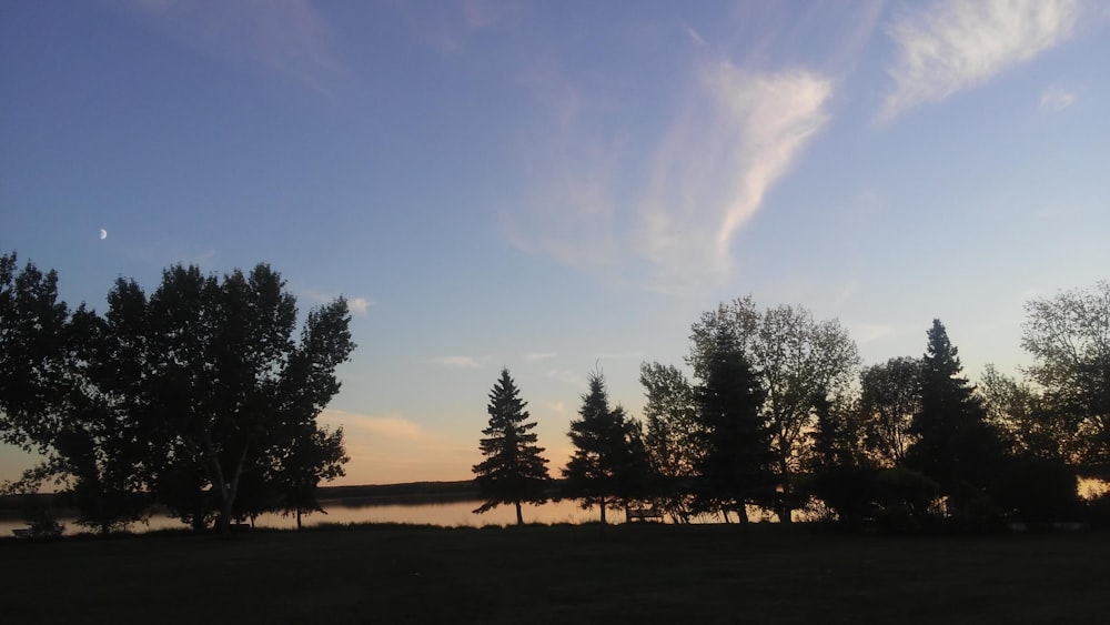 alberi verdi sotto il cielo blu durante il giorno