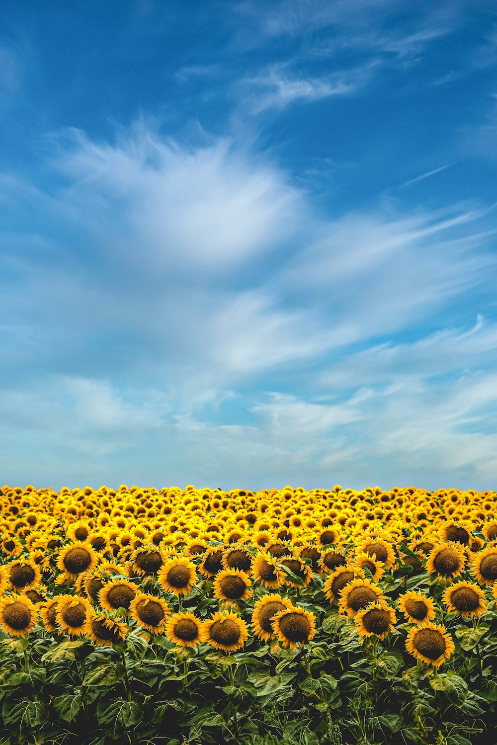 campo de girasoles amarillos bajo el cielo azul durante el día