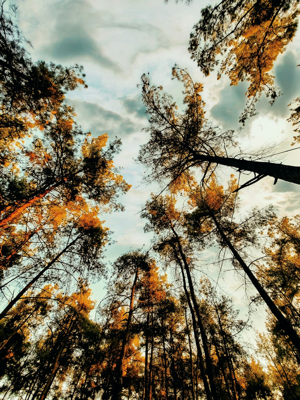 brown and green trees under blue sky during daytime