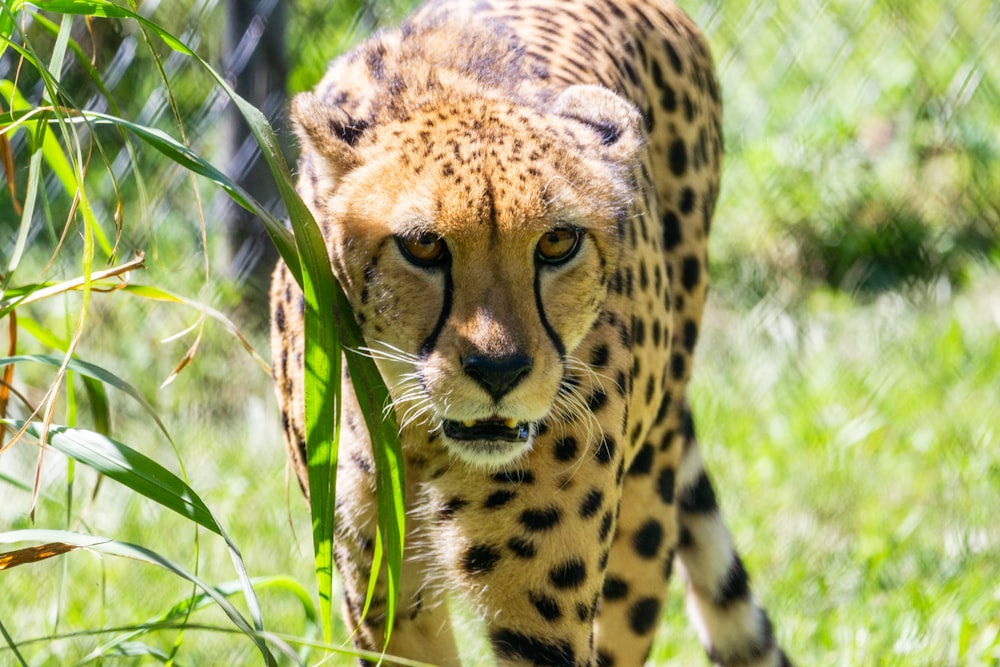 cheetah on green grass during daytime