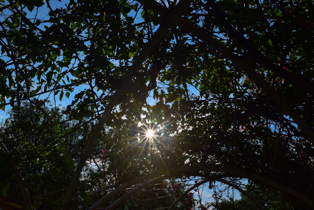 arbres à feuilles vertes pendant la journée