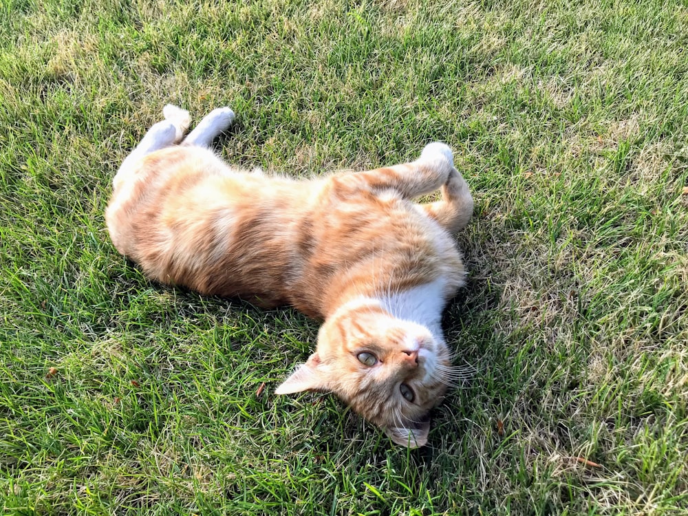 orange and white tabby cat lying on green grass during daytime