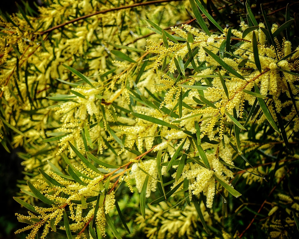 green and white leaf plant