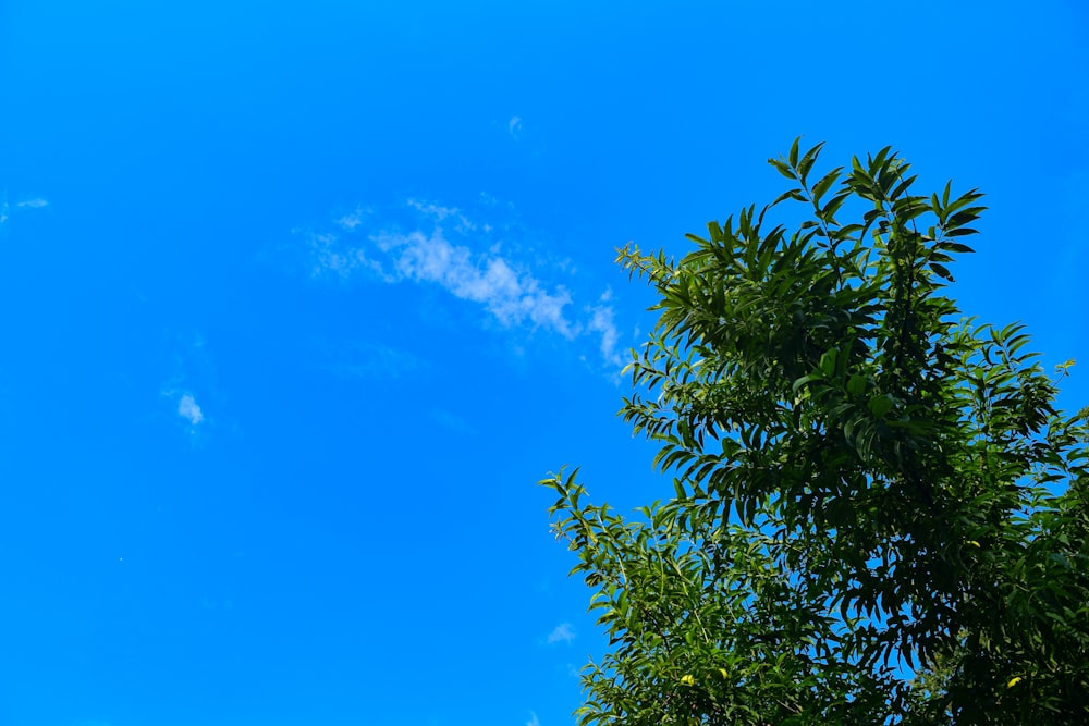 arbre vert sous le ciel bleu pendant la journée