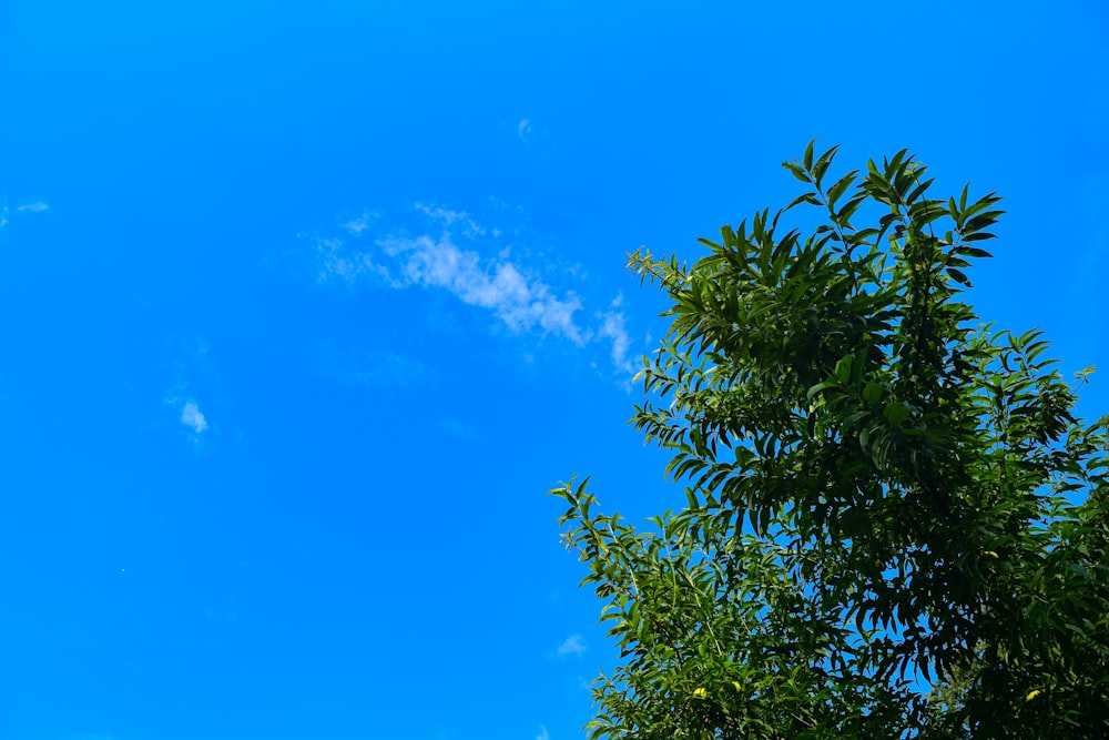 낮에는 푸른 하늘 아래 푸른 나무
