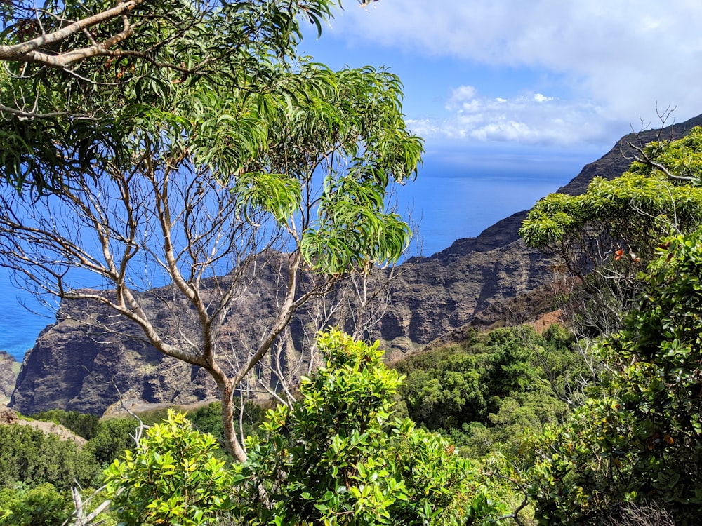 alberi verdi sulla montagna rocciosa marrone sotto il cielo blu durante il giorno