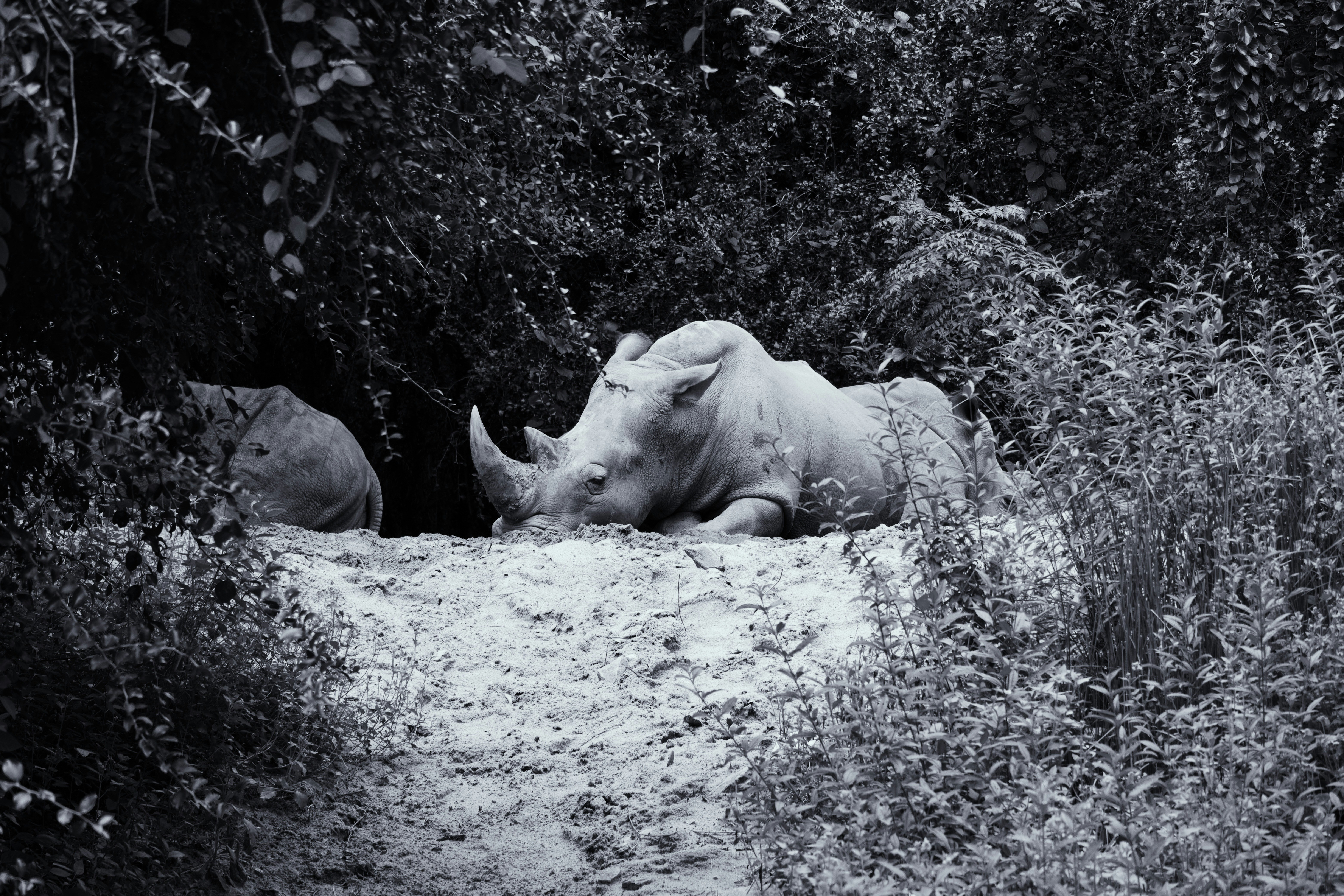 Photo en niveaux de gris d’un rhinocéros allongé sur le sol