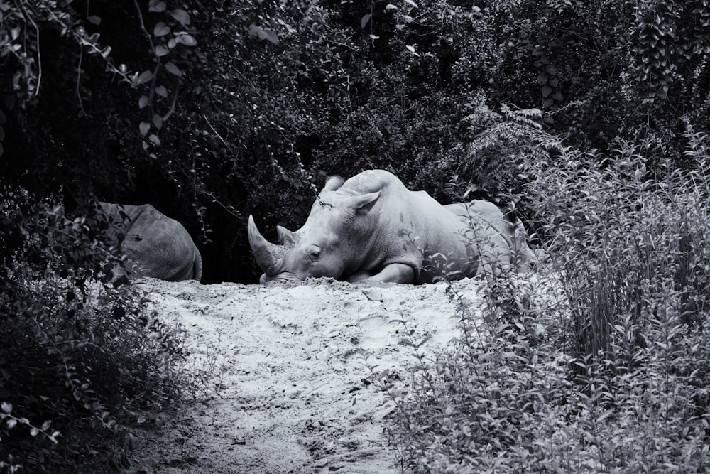 grayscale photo of rhinoceros lying on ground