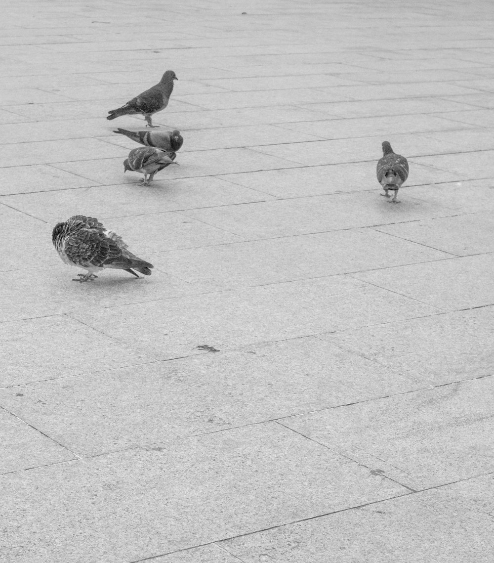 bandada de pájaros grises y negros sobre piso de concreto gris