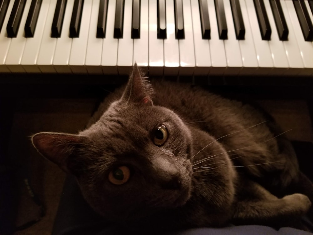 chat bleu russe couché sur le piano