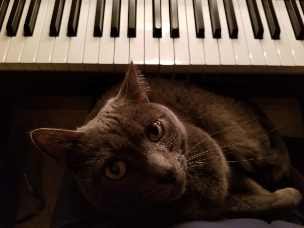 Gatto blu russo sdraiato sul pianoforte