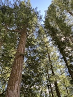green and brown trees under blue sky during daytime