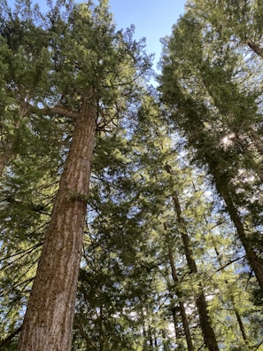 green and brown trees under blue sky during daytime