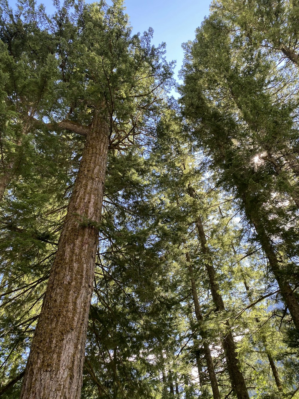 grüne und braune Bäume unter blauem Himmel tagsüber