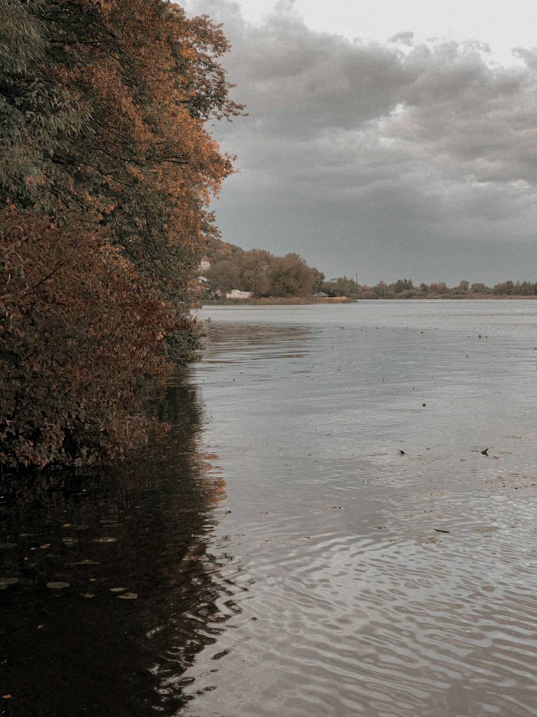 green trees beside body of water during daytime