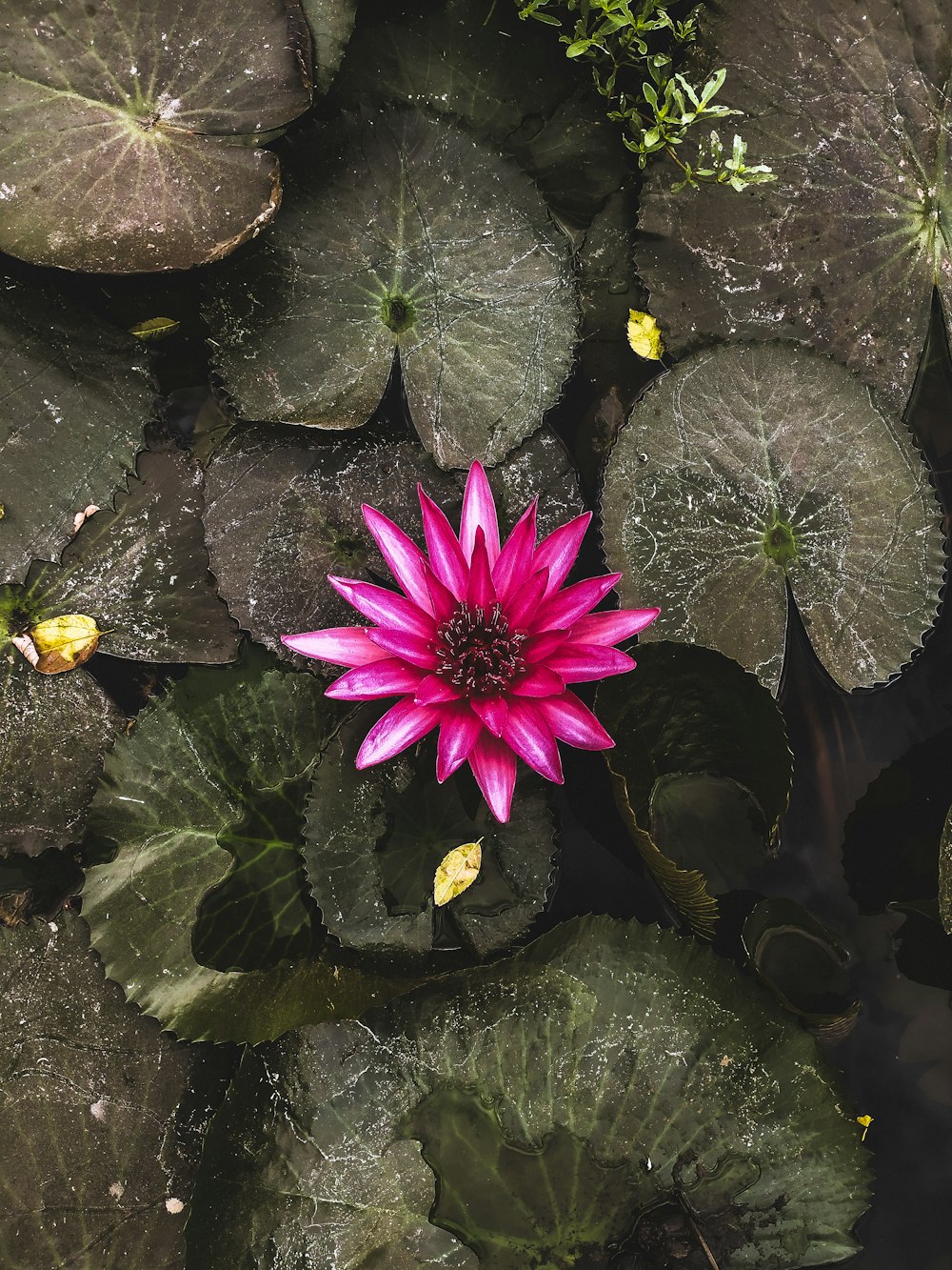 purple water lily on water