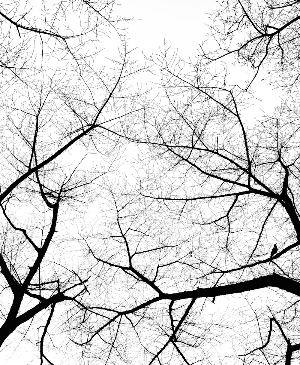 grayscale photo of leafless tree