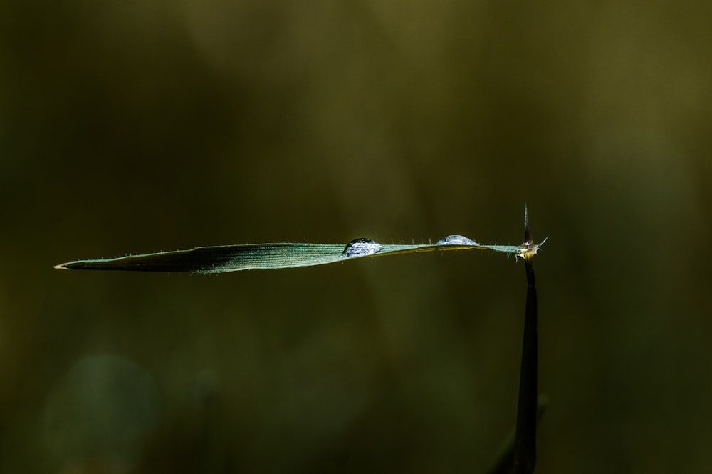 caule verde da planta com gotículas de água