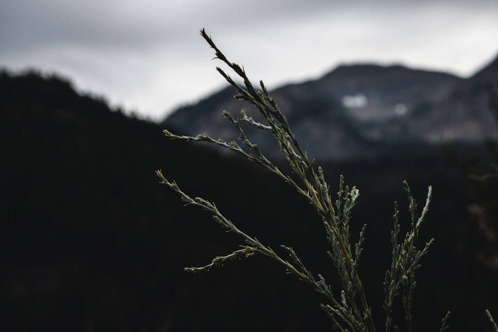 brown grass on mountain during daytime