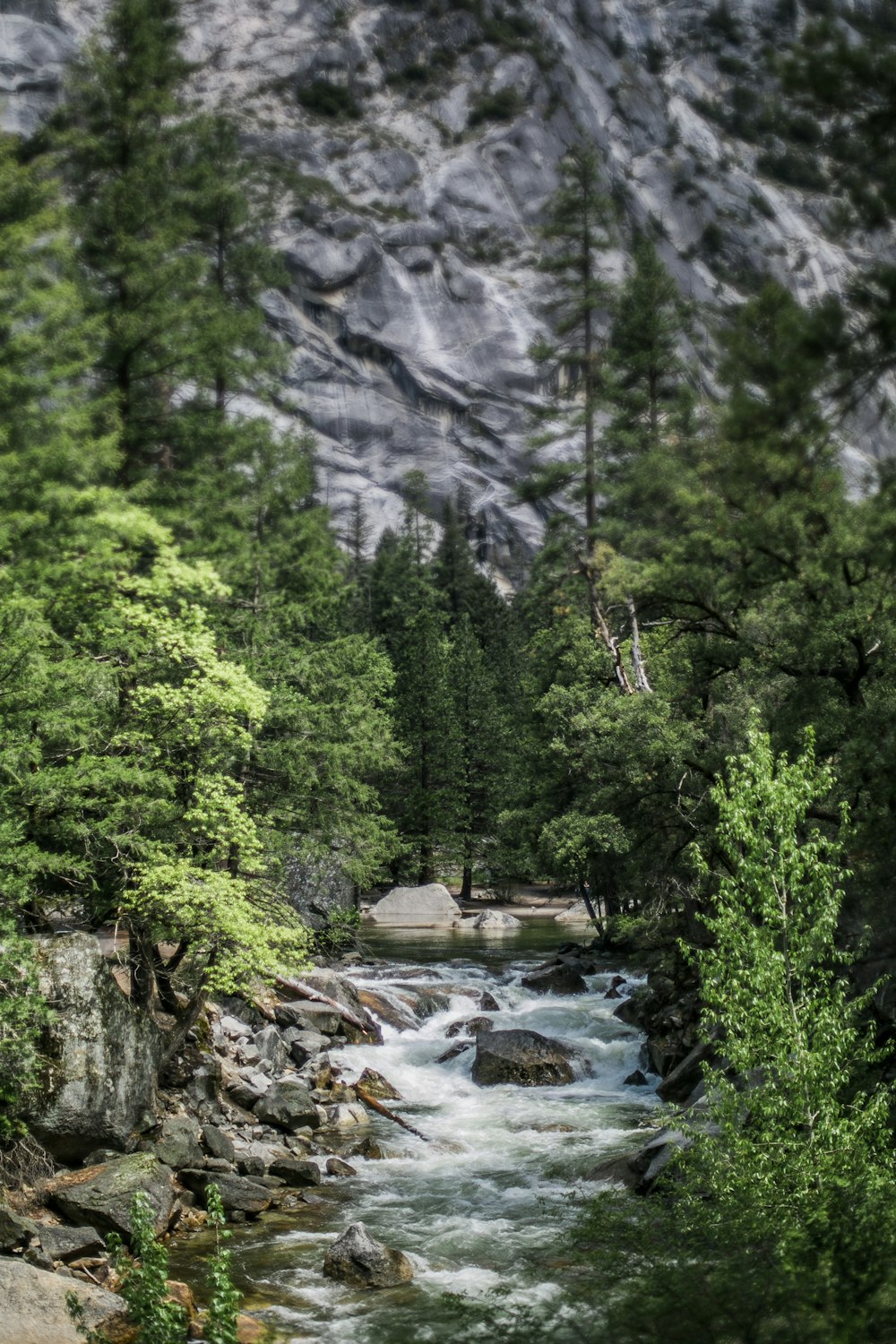 green trees beside river during daytime