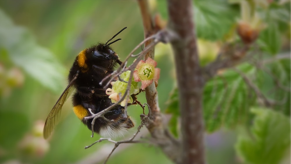 black and yellow bee on brown tree branch