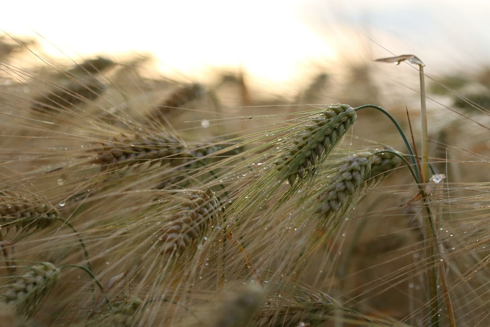 green wheat in close up photography