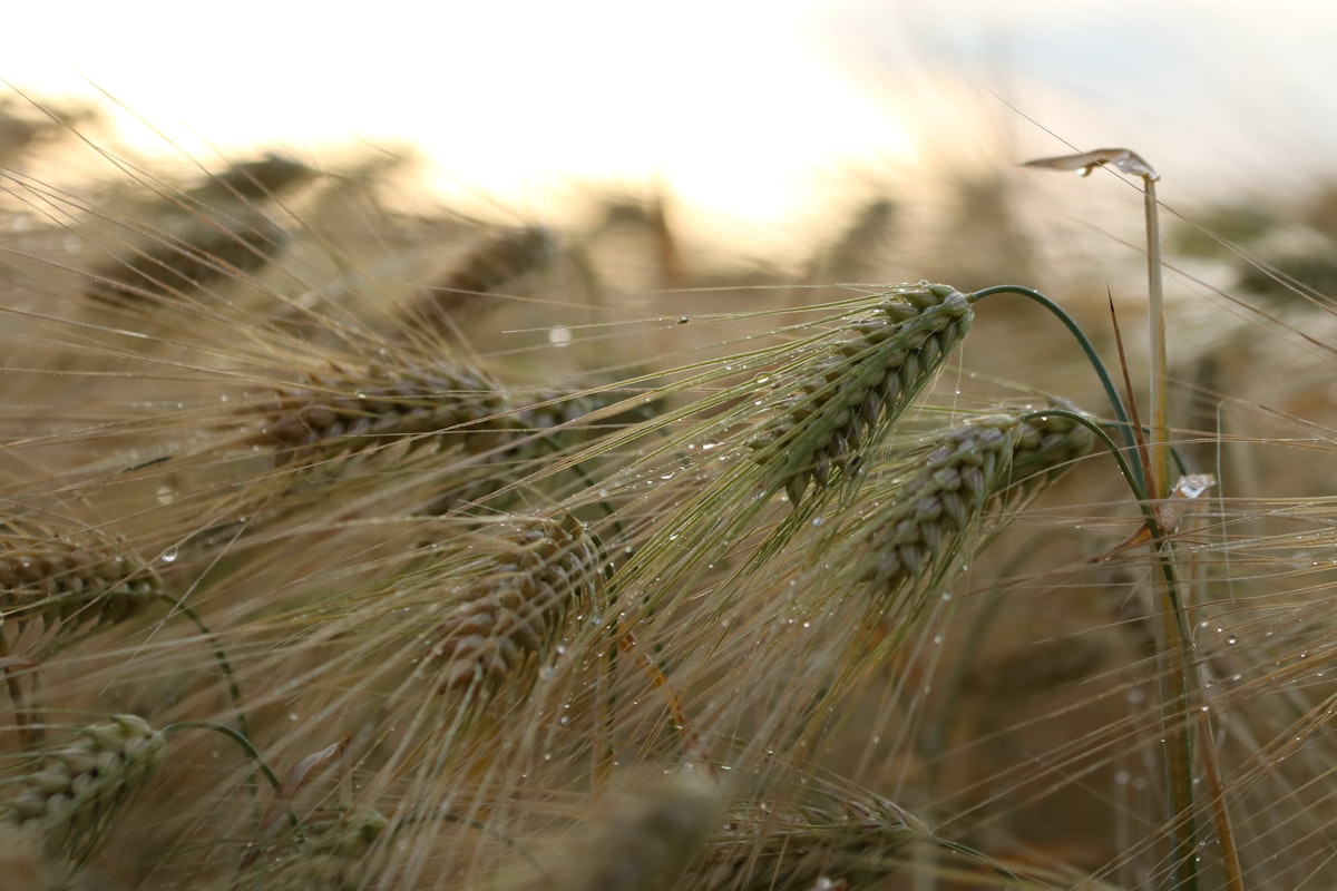 Barley just beginning to corn. Photo by Elisa H / Unsplash