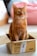 orange tabby cat in brown cardboard box
