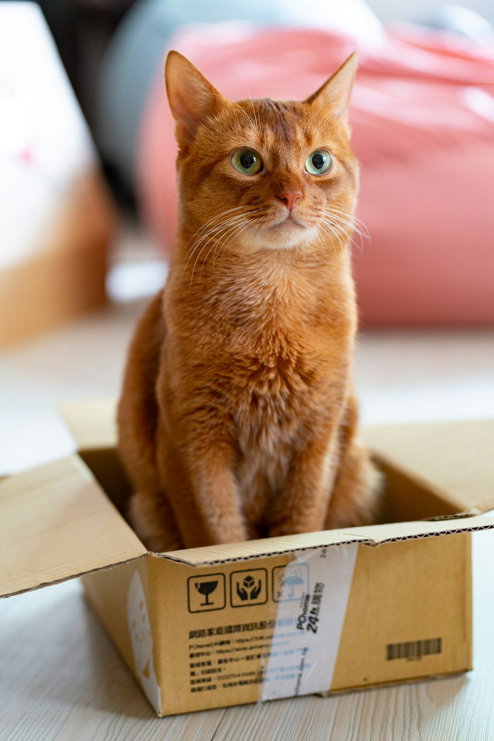 茶色の段ボール箱に入ったオレンジ色のぶち猫