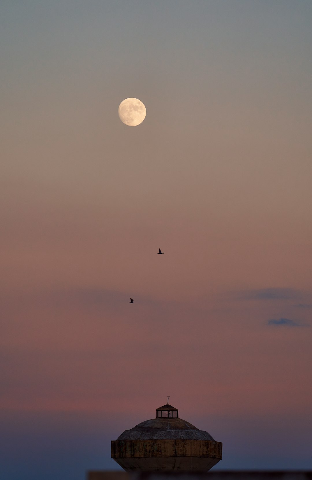 birds flying under blue sky during daytime