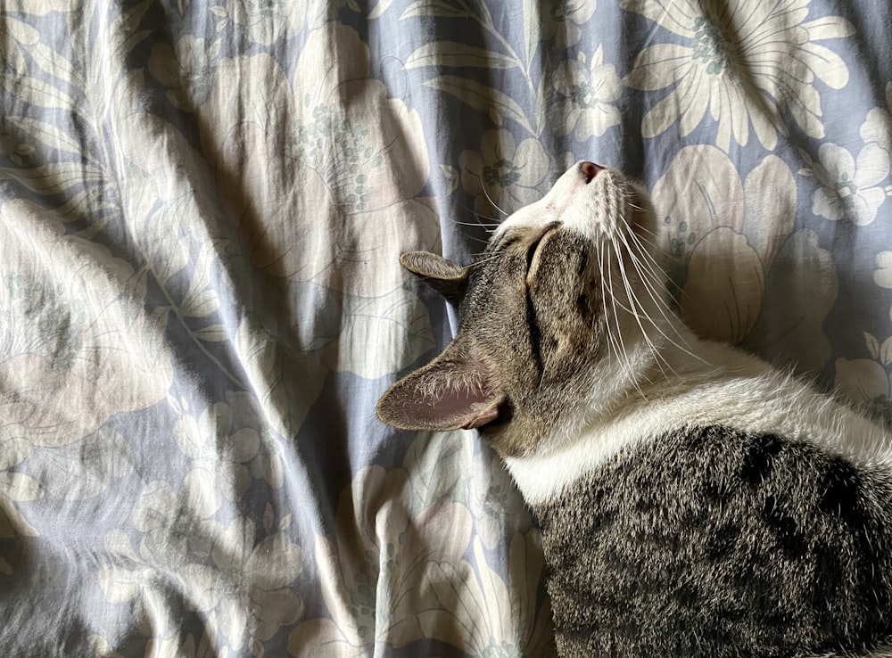 brown tabby cat lying on white textile