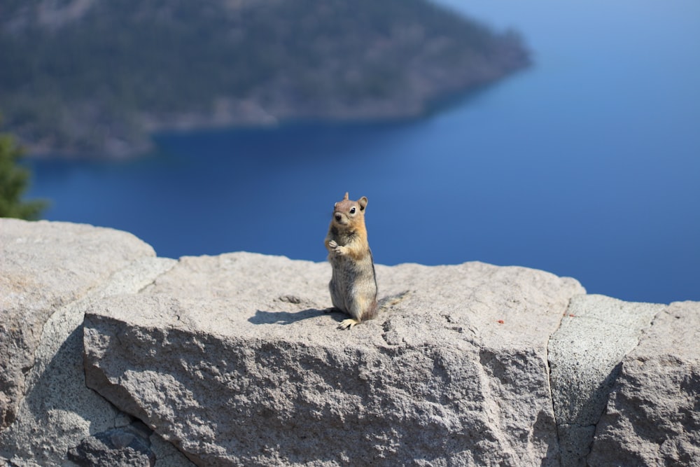 brown and white squirrel on gray rock during daytime