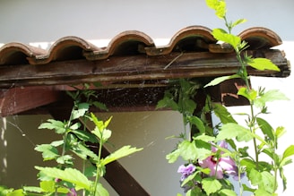 A rustic wooden structure supports terracotta roof tiles with visible cobwebs between the beams. Lush green plants and a hibiscus flower with a pink center bloom beneath, creating a contrast against the wooden textures.