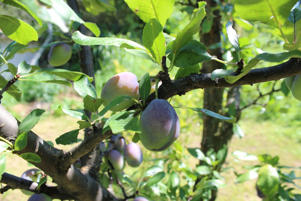 green round fruit on tree branch during daytime