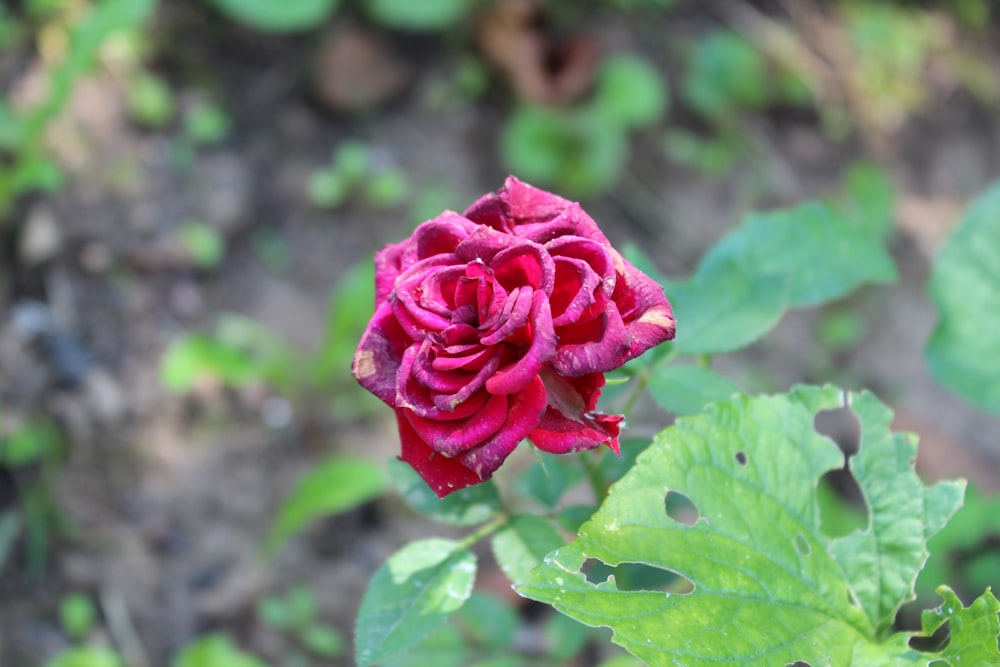 pink rose in bloom during daytime