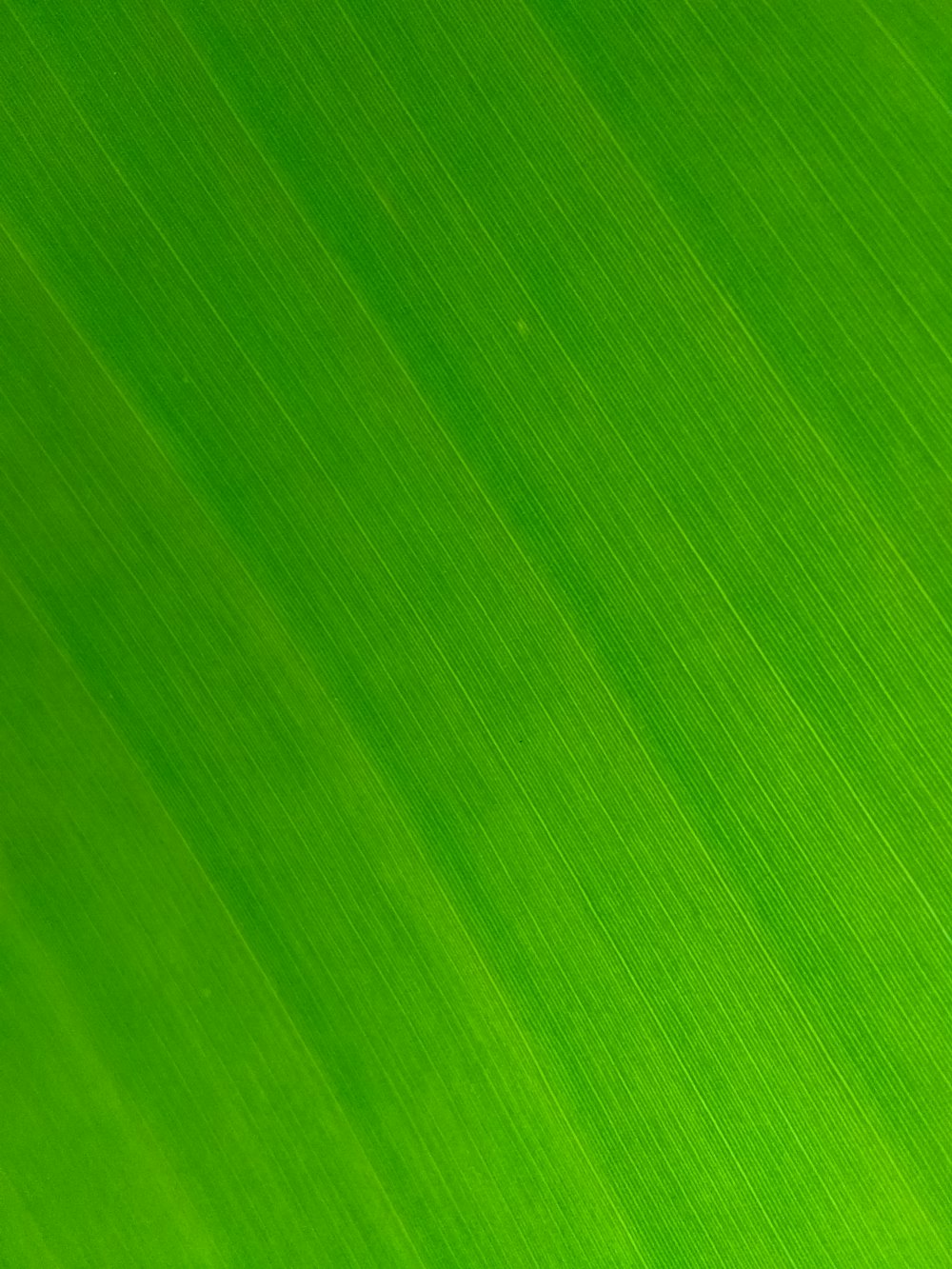 녹색과 흰색 줄무늬 섬유