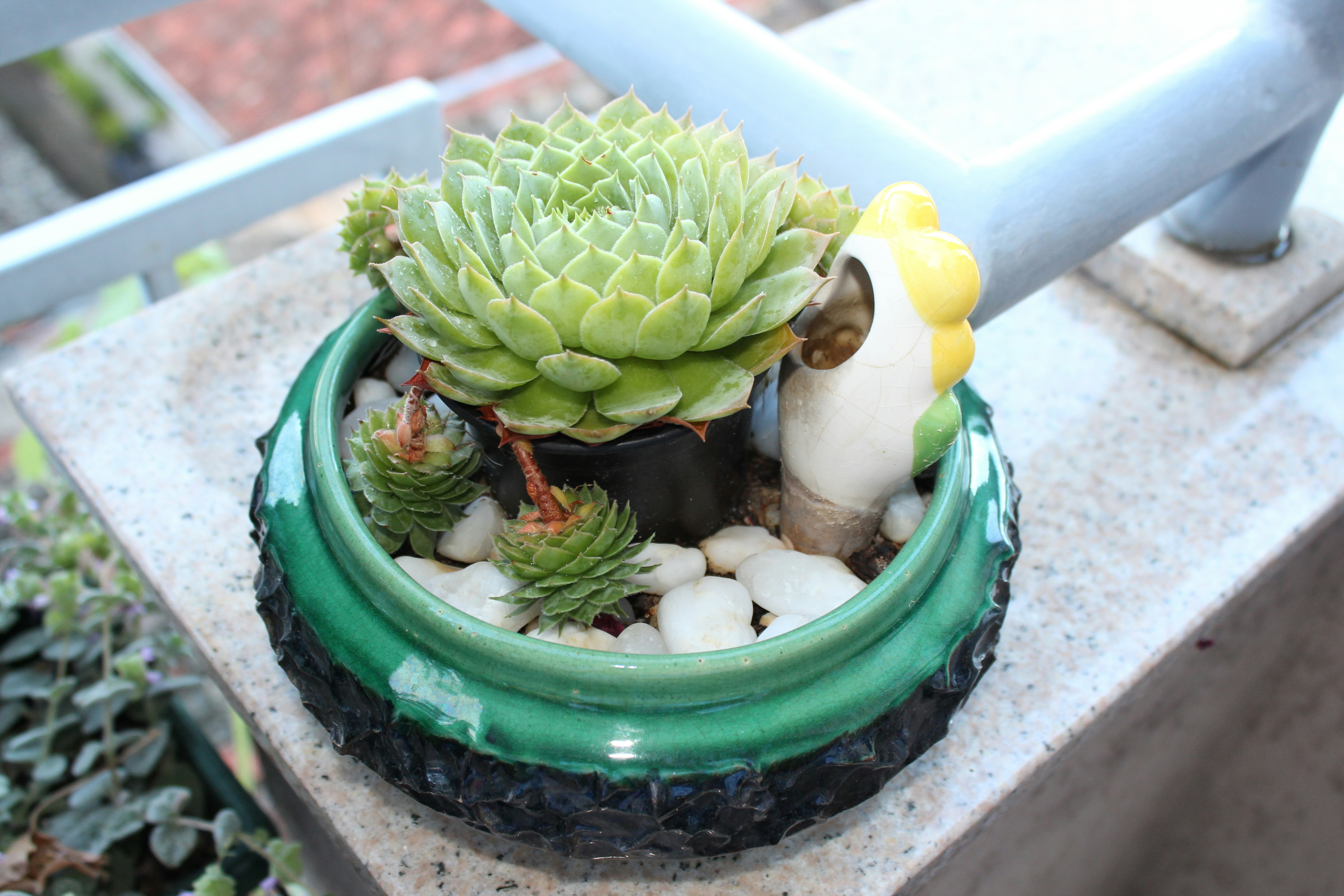 green succulent plant on blue plastic pot