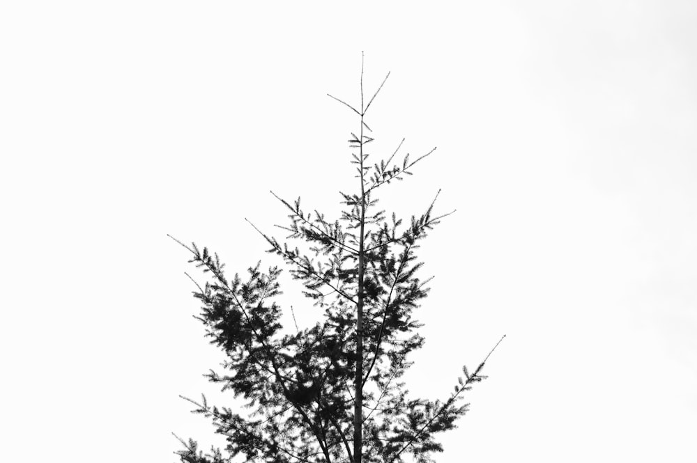 green tree under white sky