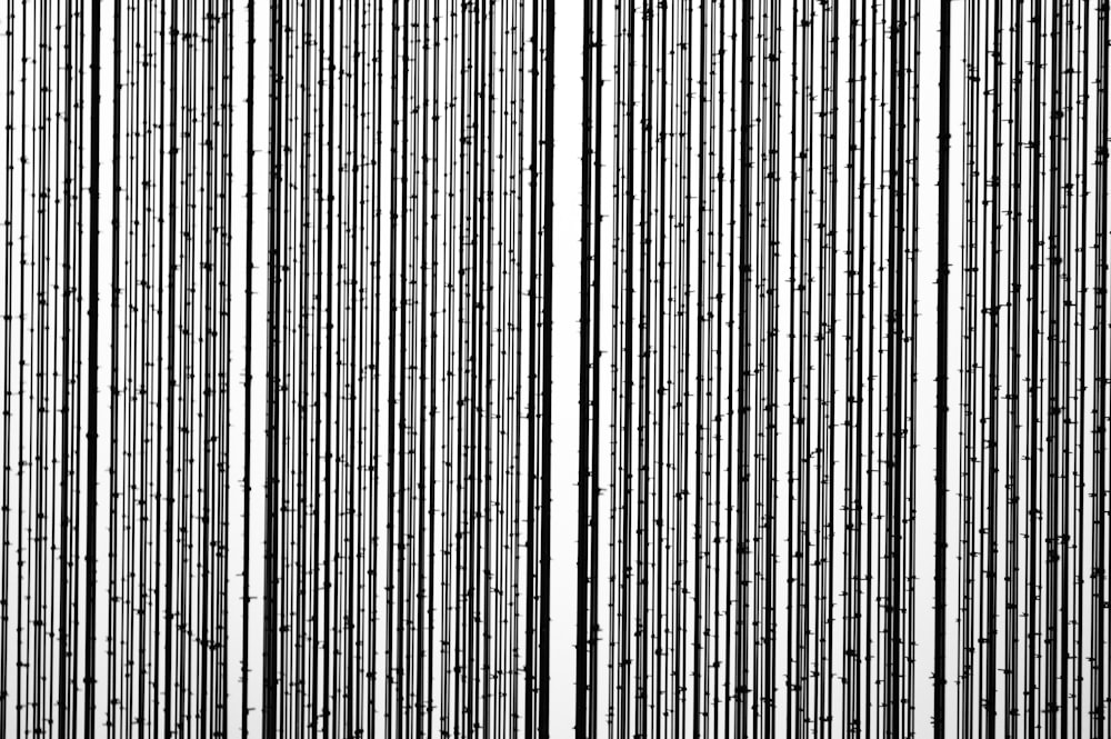 black and white striped illustration