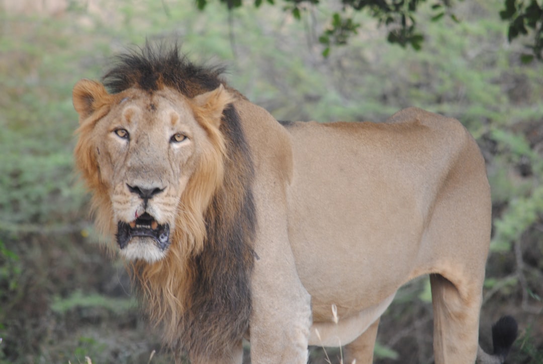 Wildlife photo spot Sasan Gir Gir National Park