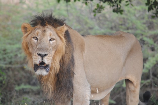 brown lion on green grass during daytime in Sasan Gir India