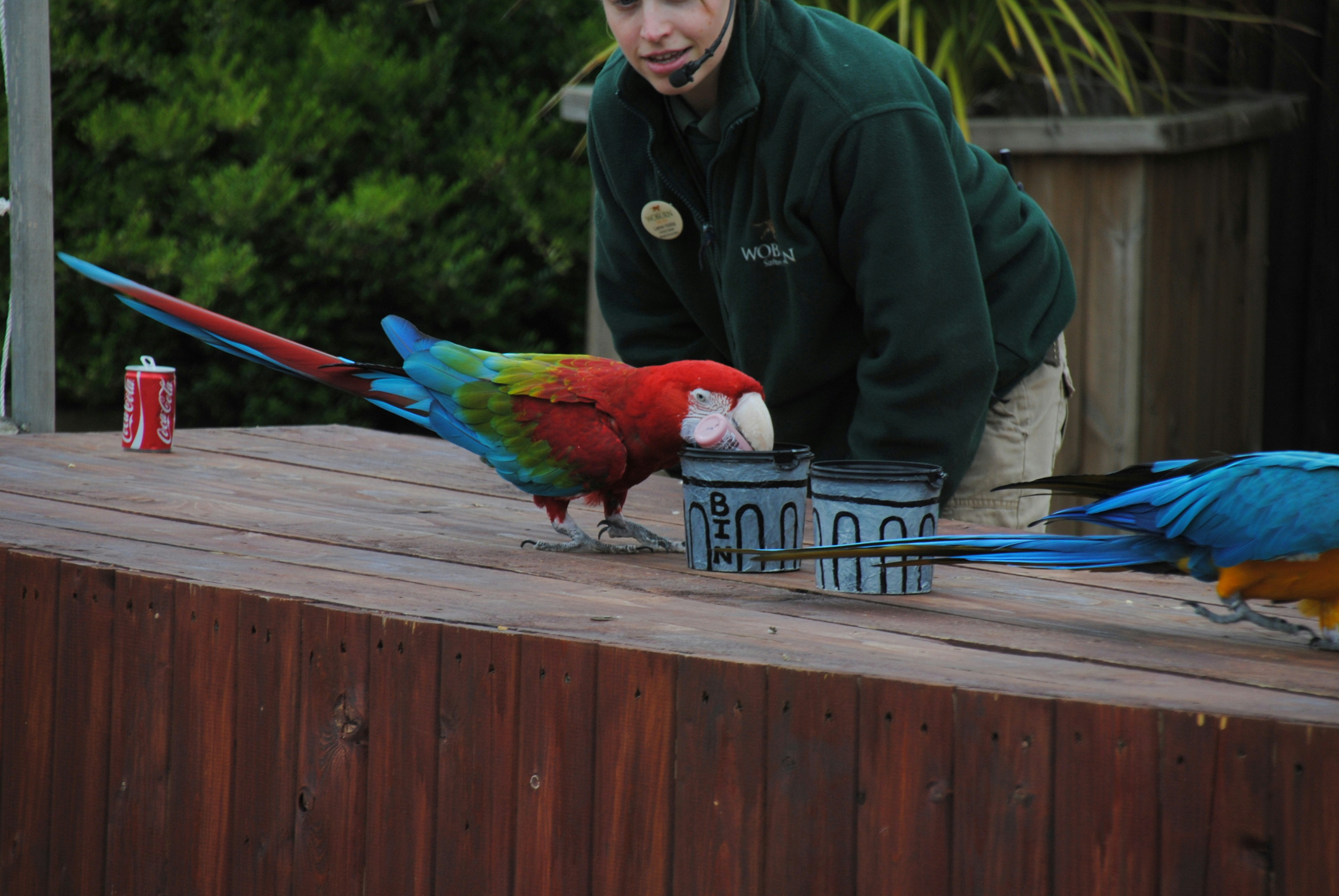 Parrot in secure outdoor environment