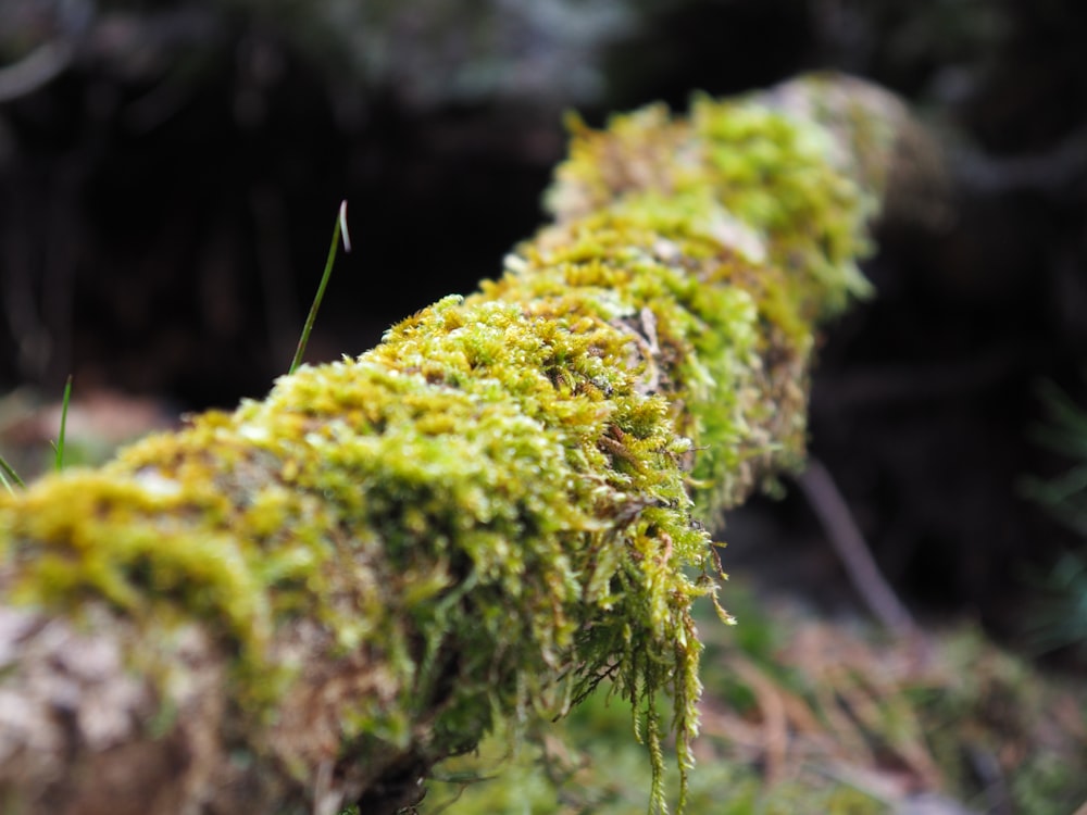 green moss on brown tree trunk