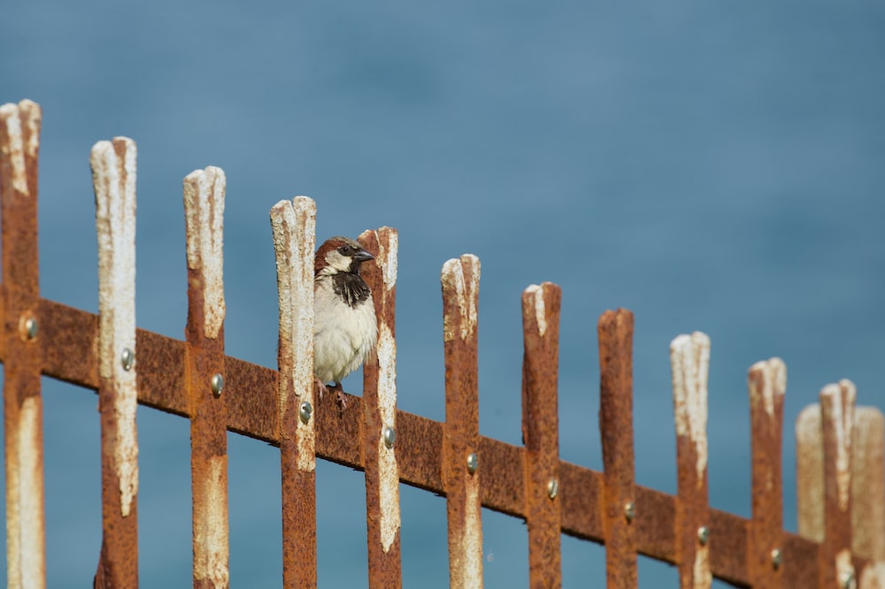 white and black bird on brown wooden fence